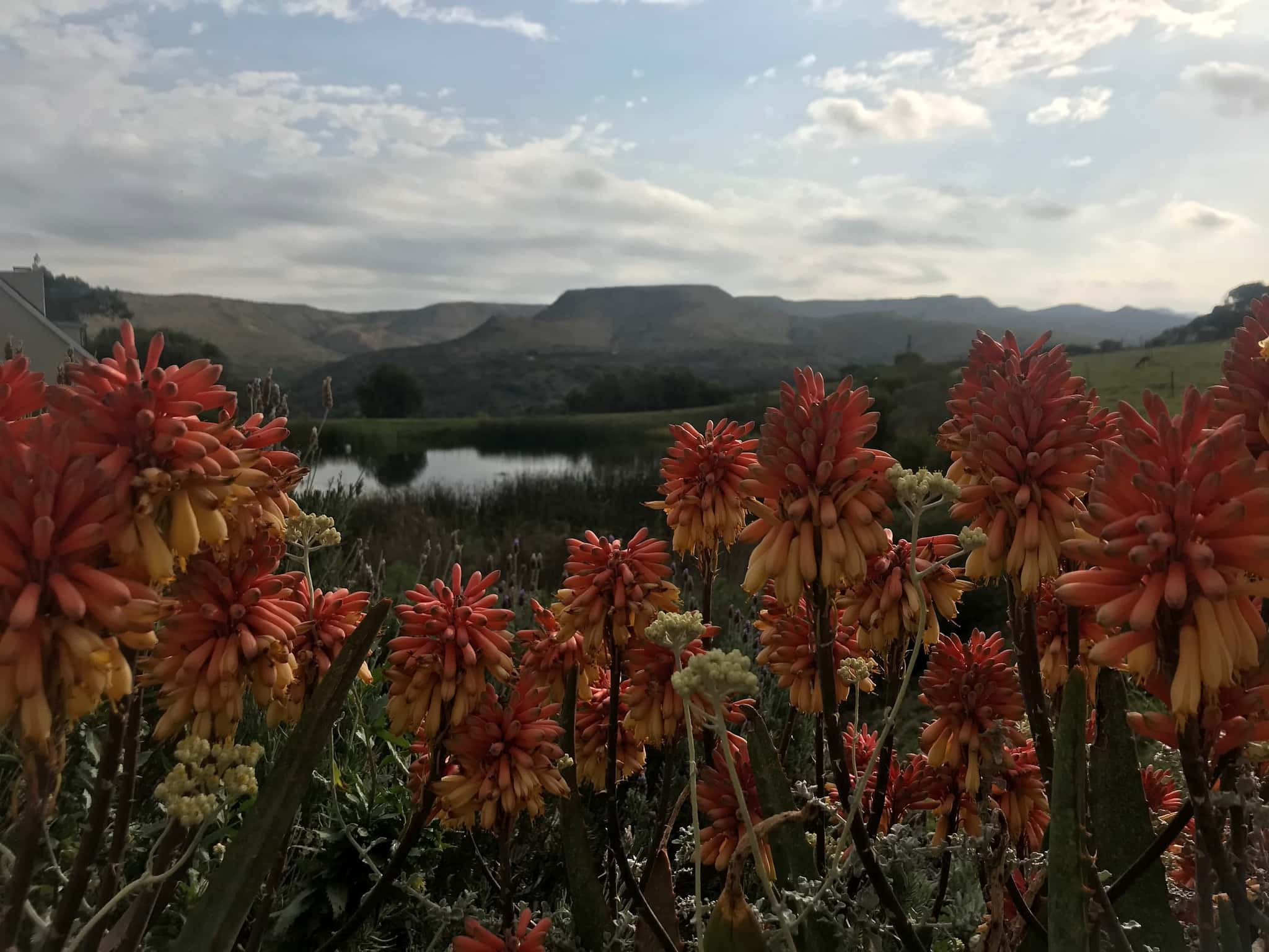 Red aloes in flower on the farm, with a wetland pond and the flat-topped hills of the valley behind.