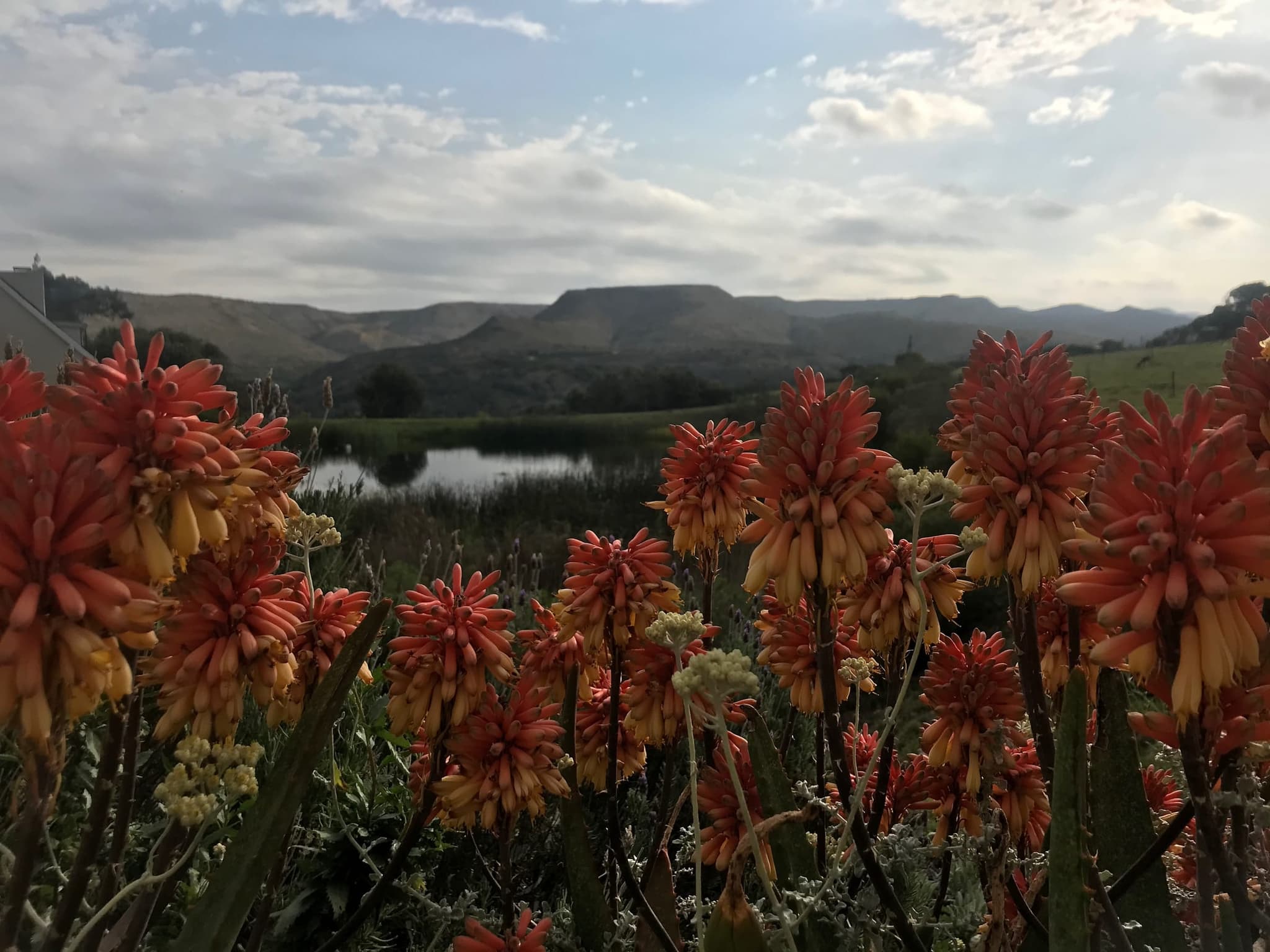 Red aloes in flower on the farm, with a wetland pond and the flat-topped hills of the valley behind.