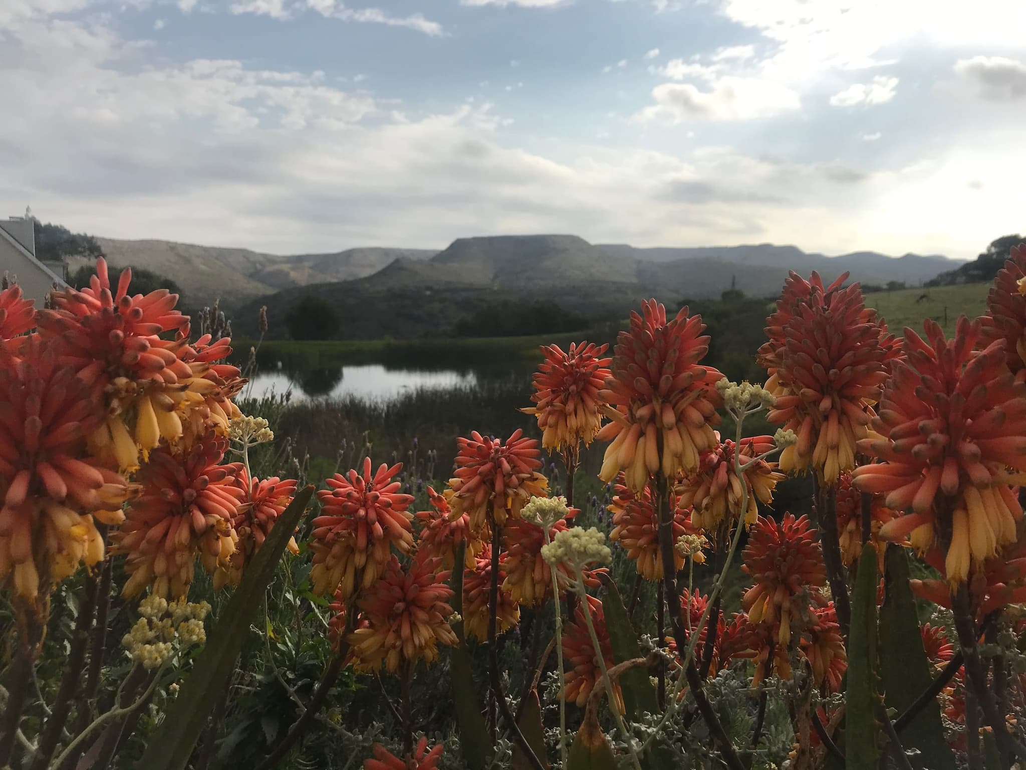 A wide view over flowering red aloes to the wetland pond and the flat-topped hills.