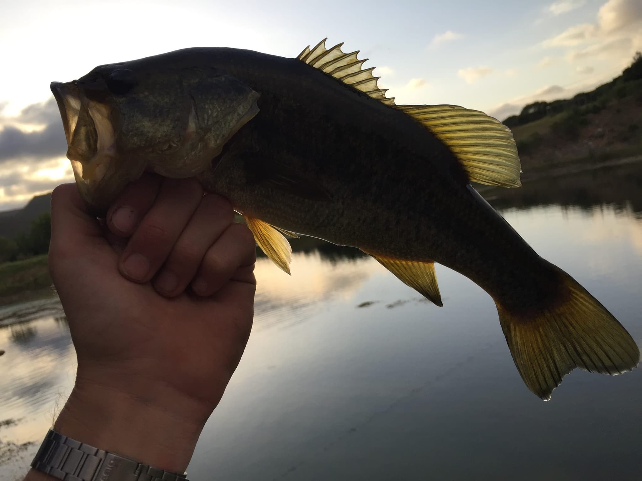 A bass held up against the evening sky over the farm dam.