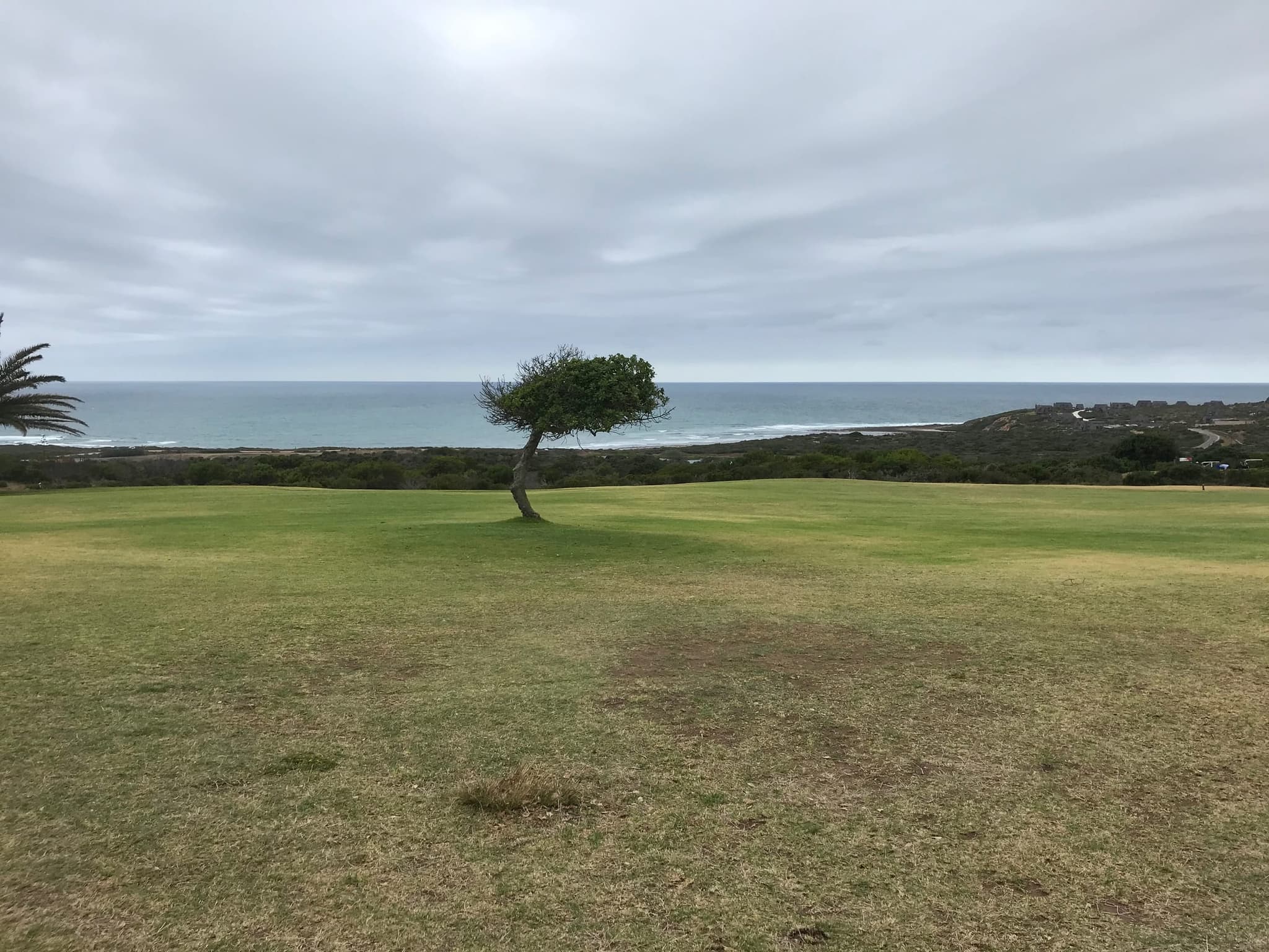 A lone milkwood tree on a coastal lawn above the sea at Stilbaai.