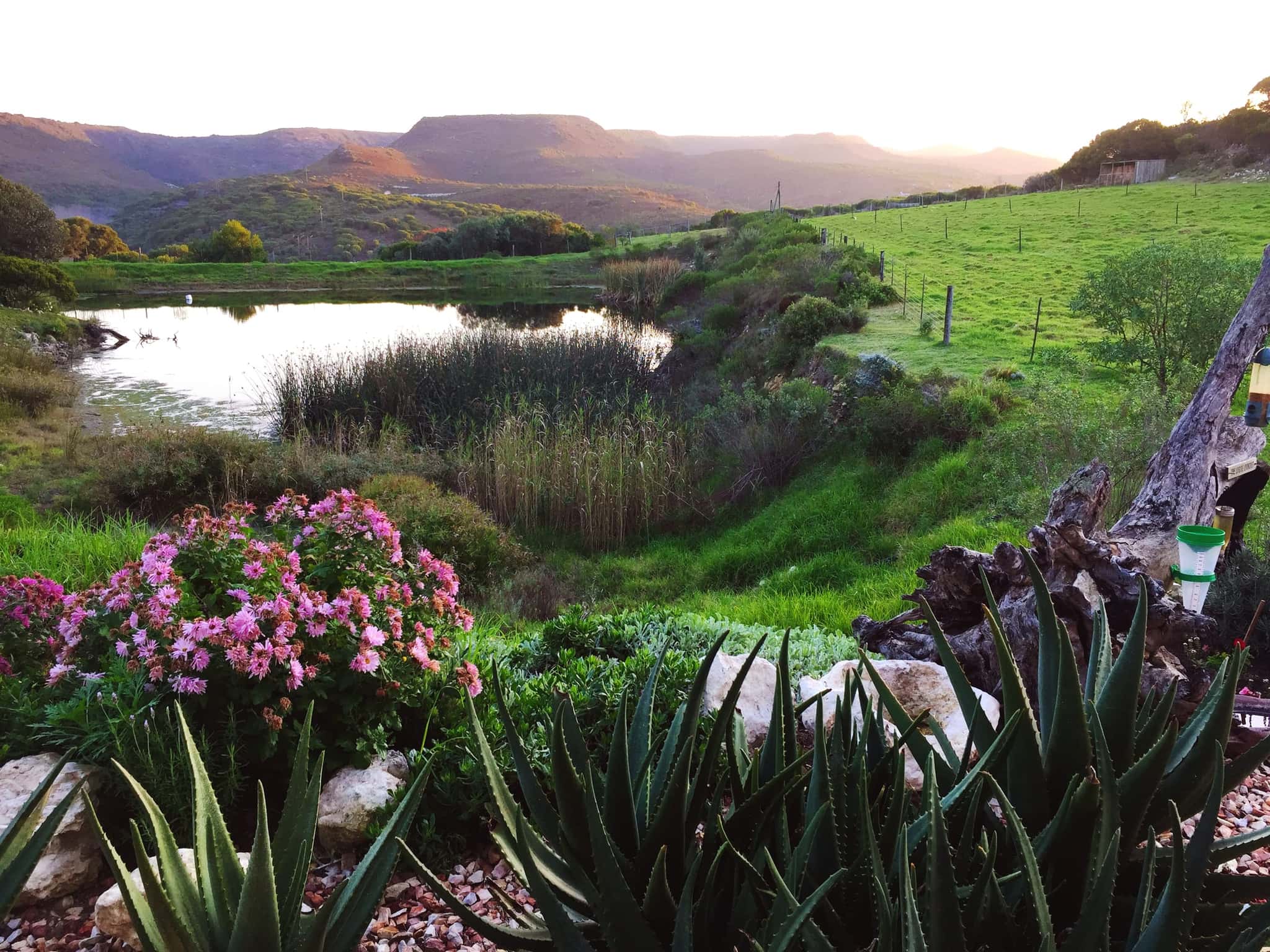 Pink daisies and aloes on the bank above the dam, with green pasture and the Langeberg foothills in evening light.