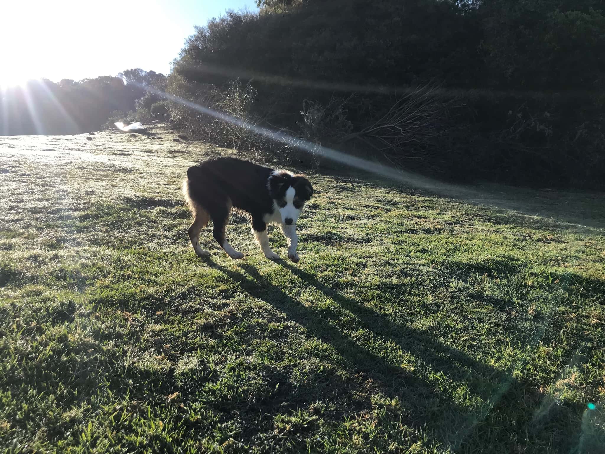 A farm dog crossing the dewy lawn at sunrise, long shadows on the grass.