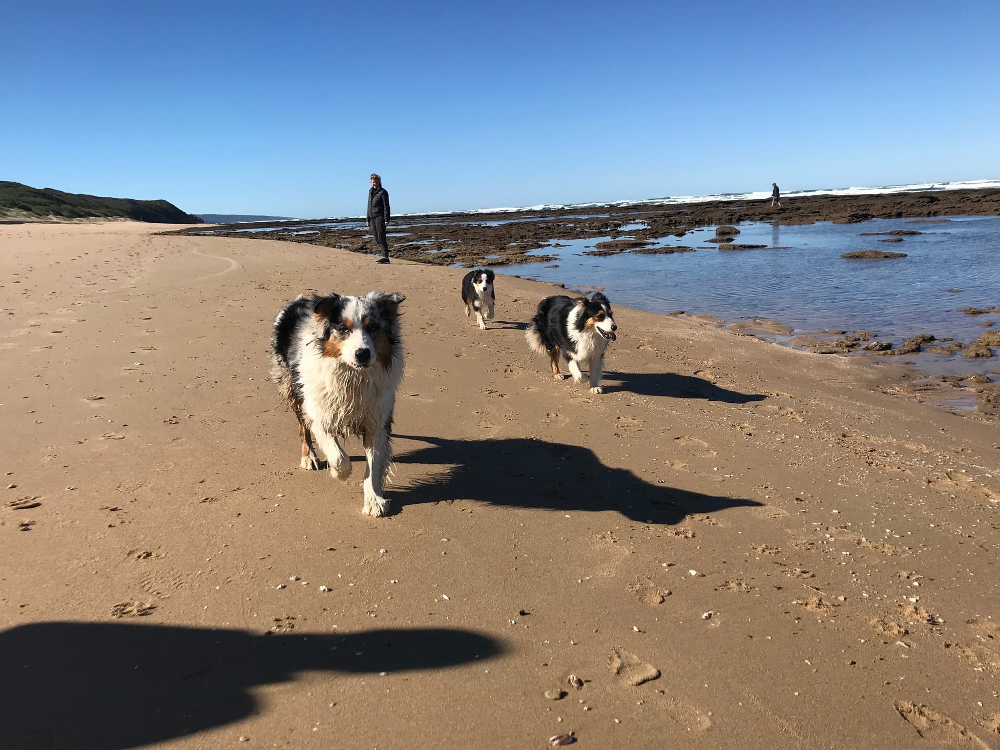 Dogs running on the wide sandy beach at Stilbaai at low tide.