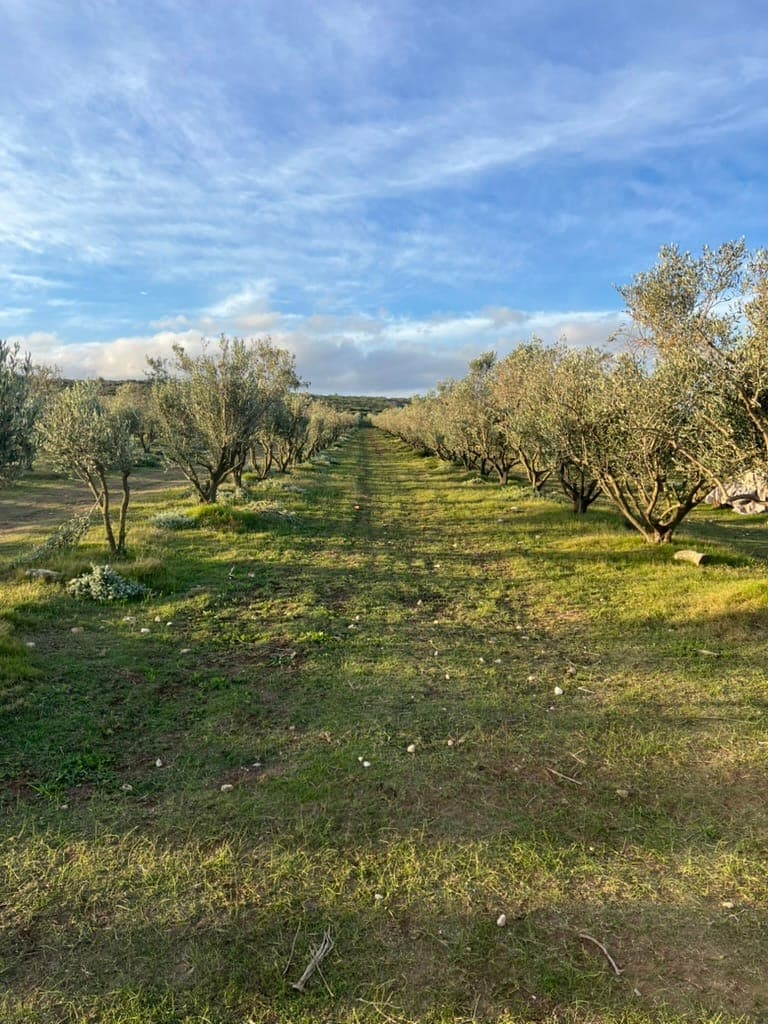 Rows of olive trees in the Stonehouse grove under a blue sky with high cloud.