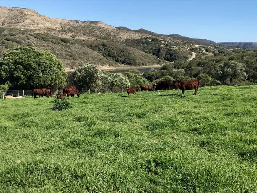 The farm’s red cattle grazing a green pasture in the valley, with wooded hills behind.